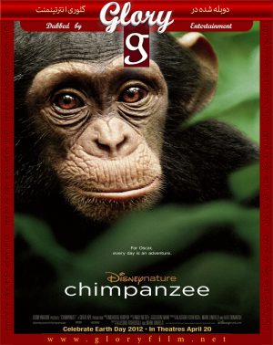 شامپانزه-گلوری